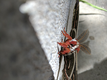 cecropia moth