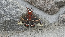 cecropia moth