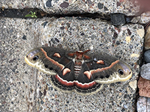 cecropia moth