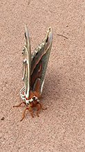 cecropia moth