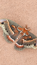 cecropia moth