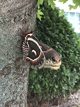 cecropia moth