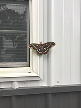 cecropia moth