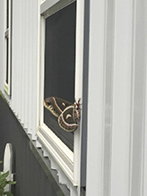 cecropia moth