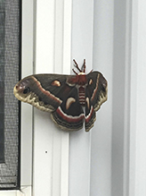 cecropia moth