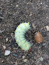 cecropia moth