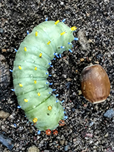 cecropia moth