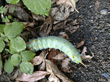 cecropia moth