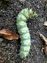 cecropia moth