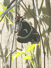 cecropia moth