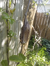 cecropia moth