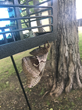 cecropia moth