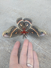 cecropia moth