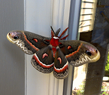 cecropia moth