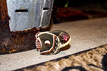 cecropia moth