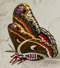 cecropia moth