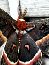 cecropia moth