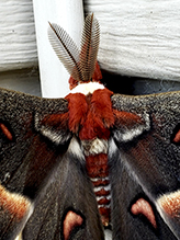 cecropia moth