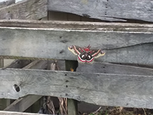 cecropia moth