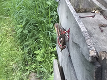 cecropia moth