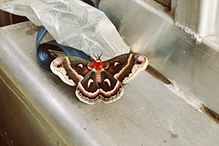 cecropia moth