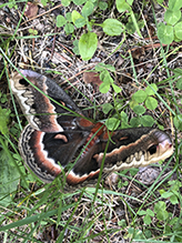 cecropia moth