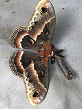 cecropia moth