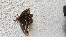 cecropia moth