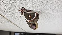 cecropia moth