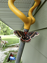 cecropia moth