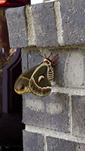 cecropia moth