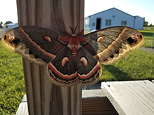 cecropia moth