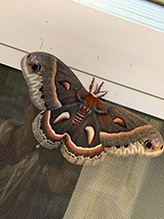 cecropia moth