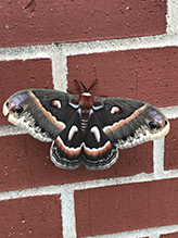 cecropia moth