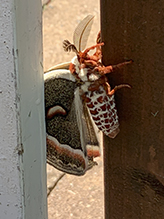 cecropia moth