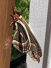 cecropia moth