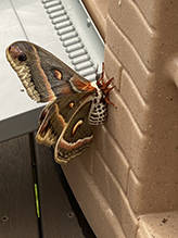 cecropia moth