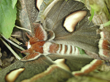 cecropia moth