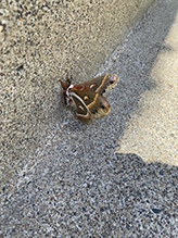 cecropia moth