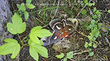 cecropia moth