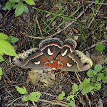 cecropia moth