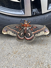 cecropia moth