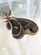 cecropia moth