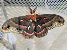 cecropia moth