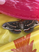 cecropia moth