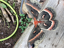 cecropia moth