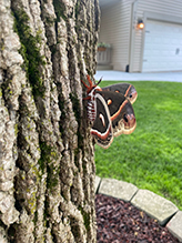 cecropia moth