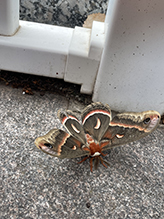 Click to enlarge cecropia moth 90