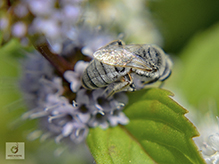 cellophane bee (Colletes sp.)