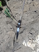 chalk-fronted corporal